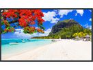 TH-65SQ2HW - Professional Display, 65" 4K